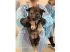 Adopt Pup 6 a Anatolian Shepherd, Mixed Breed