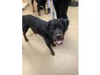 Adopt Max a Rottweiler, Mixed Breed