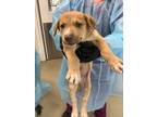 Adopt Pup 4 a Anatolian Shepherd, Mixed Breed