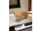 Adopt Kitten 2 a Domestic Short Hair