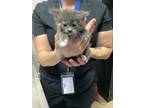 Adopt Kitten 4 a Domestic Short Hair