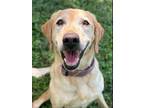 Adopt Luke a Labrador Retriever, Mixed Breed