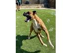 Adopt Birmingham a Boxer