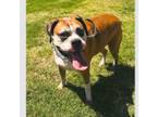 Adopt Dunlap - ABR Return a Boxer