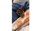 Dog for adoption - Helen, a Yorkshire Terrier Mix