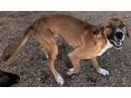 Adopt Chulo a Mixed Breed