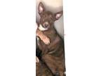 Adopt Dingo a Mixed Breed
