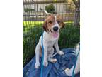 Adopt Mickey a Cattle Dog, Mixed Breed