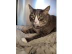 Adopt Murphy a Domestic Short Hair