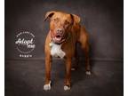 Adopt Auggie a Pit Bull Terrier
