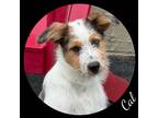 Dog for adoption - Cal, an Aussiedoodle