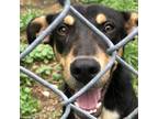 Dog for adoption - Patrick, a Border Collie Mix