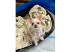Dog for adoption - Oliva, a Shih Tzu Mix