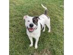 Adopt Glizzy a Pit Bull Terrier