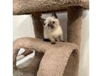 Adopt Coconut a Domestic Short Hair, Siamese