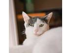 Adopt Asher a Domestic Short Hair
