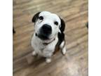 Adopt Finn a Mixed Breed