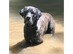 Adopt Bo a Neapolitan Mastiff