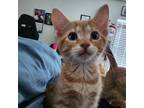 Adopt Edd a American Shorthair