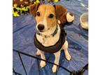 Adopt Heath a Jack Russell Terrier