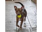 Adopt Hank a Shepherd, Labrador Retriever