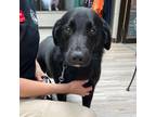 Dog for adoption - Jupiter, a Border Collie & Retriever Mix