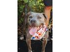 Adopt Motzy a Pit Bull Terrier