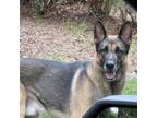 Adopt Saunders a German Shepherd Dog
