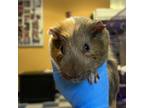 Adopt Grit a Guinea Pig