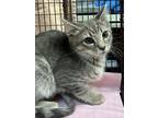Adopt Clyde a Domestic Short Hair