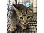 Adopt Freddie a Domestic Short Hair