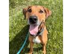 Adopt Lenny a Mixed Breed
