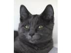 Adopt Cobalt a Domestic Short Hair