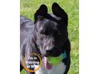 Adopt Brennan a Mixed Breed