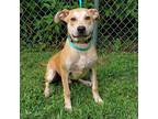 Dog for adoption - Apricot, a Labrador Retriever Mix
