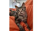 Adopt Gator a Domestic Short Hair