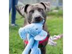 Adopt Danny a Terrier