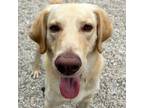 Adopt Gunner a Labrador Retriever