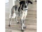 Adopt Krypton a Pointer