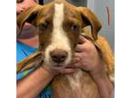 Adopt Binky a Pit Bull Terrier, Husky
