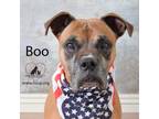 Adopt Boo a Boxer