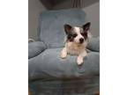 Adopt Zeus a Pomeranian, Husky
