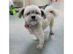 Adopt Nacho a Shih Tzu