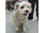 Adopt Burrito a Poodle