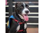 Adopt Rambo a Labrador Retriever