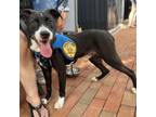 Adopt Jonji a Labrador Retriever