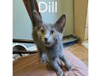 Adopt Sova Kittens: Dill a Domestic Short Hair
