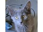 Adopt Sova Kittens: Garlic a Domestic Short Hair