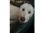 Dog for adoption - Champ, a Labradoodle