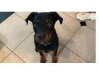 Adopt Boom a Rottweiler